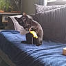 animal, black_cat, blanket, blue_blanket, couch, cozy, curtains, fish_tank, framed_photos, furniture, home, indoor, kitten, living_room, natural_light, pet, playful, striped_cushions, toy, window