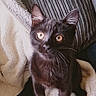 black_cat, kitten, pet, animal, feline, curious, yellow_eyes, whiskers, blanket, cozy, indoor, cute, soft_texture, pillow, striped_pillow, fur, young_cat, sitting, looking_up, domestic_animal