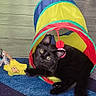 Luna joined the competition — help win amazing prizes! animal, black_cat, carpet, cat, colorful, curious, domestic_cat, feline, floor, flooring, fun, home, indoor, looking_up, paw, pet, play, play_tunnel, toy, yellow_star_toy