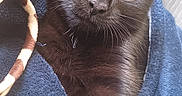 Luna is registered to the contest to win money with this photo: animal, black_cat, blanket, blue_blanket, close_up, cozy, cute, domestic_cat, feather_toy, feline, fur, golden_eyes, indoor, kitten, paw, pet, playful, resting, whiskers, young_cat