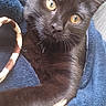 Luna is registered to the contest to win money with this photo: animal, black_cat, blanket, blue_blanket, close_up, cozy, cute, domestic_cat, feather_toy, feline, fur, golden_eyes, indoor, kitten, paw, pet, playful, resting, whiskers, young_cat