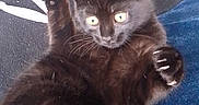 Luna is registered to the contest to win money with this photo: animal, black_cat, blanket, claws, couch, cozy, curious, eyes, feline, fur, home, indoor, kitten, paw, pet, pillow, playful, resting, soft, whiskers