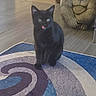 animal, black_cat, cat, chain_necklace, curious, decor, doorway, floor, funny, gorilla_statue, hat, home, indoor, kitten, licking_nose, pet, rug, shoes, statue, wood_floor