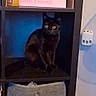 Luna is registered to the contest to win money with this photo: animal, black_cat, cat, child_photo, close-up, container, curious, cute, domestic, eyes, furniture, household_items, indoor, pet, photo_frame, pink_frame, portrait, shelf, storage_bins, toy_basket