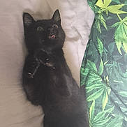 Luna joined the competition — help win amazing prizes! black_cat, cat, pet, animal, bed, blanket, leaf_pattern, playful, lying_down, tongue_out, wide_eyes, indoor, cute, feline, resting, fur, whiskers, paw, sleepy, cozy