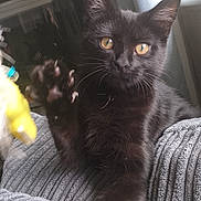 Luna is registered to the contest to win money with this photo: amber_eyes, animal, black_cat, blanket, cat, cozy, cute, feline, fur, home, indoor, paw, pet, photo_frame, playful, relaxing, resting, texture, whiskers, window