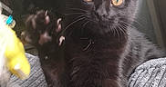 Luna is registered to the contest to win money with this photo: amber_eyes, animal, black_cat, blanket, cat, cozy, cute, feline, fur, home, indoor, paw, pet, photo_frame, playful, relaxing, resting, texture, whiskers, window
