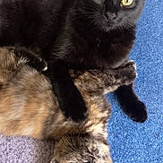 Luna is registered to the contest to win money with this photo: animals, black_cat, carpet, cat, companions, cuddling, cute, domestic_cat, ears, eyes, feline, fur, indoor, mammal, pets, playful, resting, tortoiseshell_cat, two_animals, whiskers