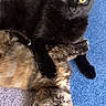 animals, black_cat, carpet, cat, companions, cuddling, cute, domestic_cat, ears, eyes, feline, fur, indoor, mammal, pets, playful, resting, tortoiseshell_cat, two_animals, whiskers