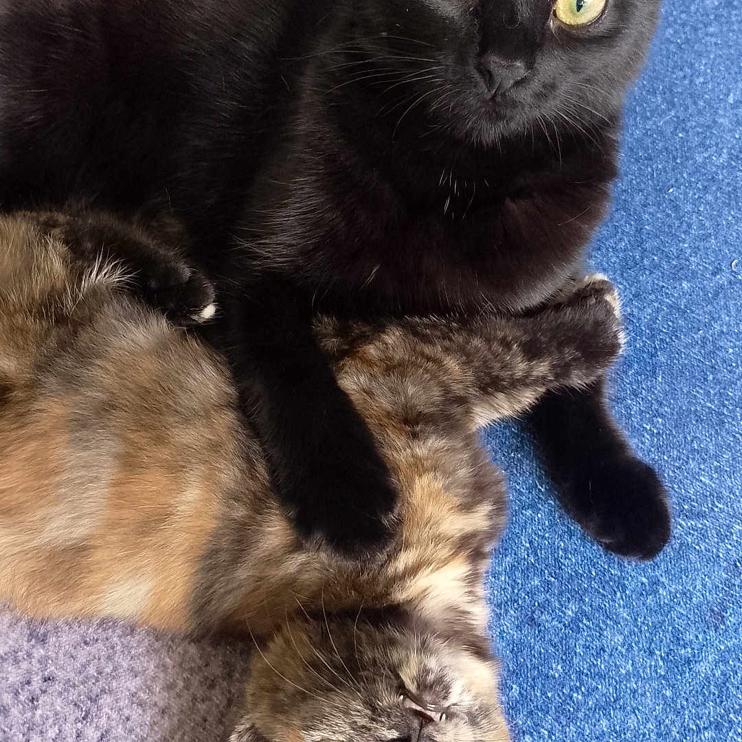 Luna is registered to the contest to win money with this photo: animals, black_cat, carpet, cat, companions, cuddling, cute, domestic_cat, ears, eyes, feline, fur, indoor, mammal, pets, playful, resting, tortoiseshell_cat, two_animals, whiskers