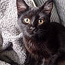 animal, black_cat, blanket, cozy, curious, cushion, cute, ears, eyes, feline, fur, home, indoor, kitten, pet, portrait, resting, soft_texture, whiskers, young_animal
