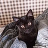 cat, kitten, black_cat, blanket, bed, cozy, indoor, pet, fur, cute, animal, domestic_animal, whiskers, ears, eyes, resting, soft, comfort, curious, young