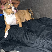 Nyla joined the competition — help win amazing prizes! arm, blanket, brown_dog, comfort, couch, dog, door, ear, furniture, home, indoor, lamp, living_room, person, pet, relaxed, resting, tail, white_markings, wood_floor