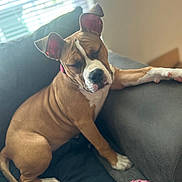 Nyla joined the competition — help win amazing prizes! dog, brown_dog, white_paws, white_chest, sleeping, couch, indoor, pet, relaxed, toy, rope_toy, window, daylight, comfortable, ears_up, snout, fur, paw, resting, domestic_animal