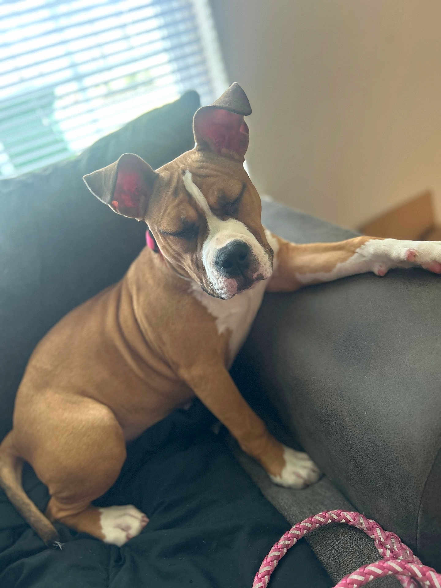Nyla joined the competition — help win amazing prizes! dog, brown_dog, white_paws, white_chest, sleeping, couch, indoor, pet, relaxed, toy, rope_toy, window, daylight, comfortable, ears_up, snout, fur, paw, resting, domestic_animal