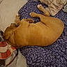 Araux a rejoint le concours — aidez-le/la à gagner de superbes lots ! animal, bed, blanket, brown_dog, canine, comfortable, cozy, curled_up, dog, domestic, fur, home, indoor, nap, pet, pillow, relaxed, resting, sleep, sleeping