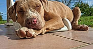 Araux a rejoint le concours — aidez-le/la à gagner de superbes lots ! animal, blue_sky, calm, canine, closeup, daytime, dog, ear, greenery, nature, nose, outdoor, patio, paw, peaceful, relaxation, resting, sleeping, sunlight, tile_floor