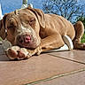 animal, blue_sky, calm, canine, closeup, daytime, dog, ear, greenery, nature, nose, outdoor, patio, paw, peaceful, relaxation, resting, sleeping, sunlight, tile_floor