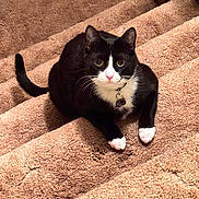 Sheldon Joseph joined the competition — help win amazing prizes! cat, tuxedo_cat, pet, indoor, stairs, carpet, black_and_white, animal, feline, collar, cute, sitting, looking_up, whiskers, ears, tail, domestic_cat, fur, paws, home