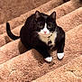 cat, tuxedo_cat, pet, indoor, stairs, carpet, black_and_white, animal, feline, collar, cute, sitting, looking_up, whiskers, ears, tail, domestic_cat, fur, paws, home