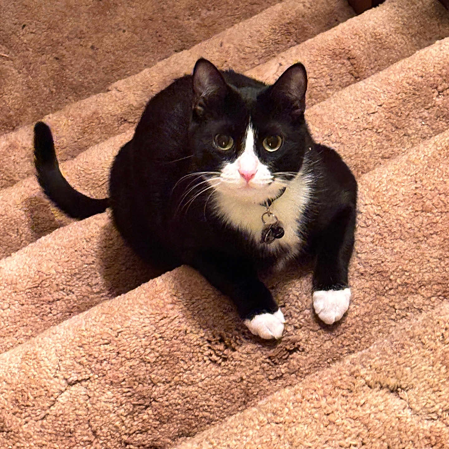 Sheldon Joseph joined the competition — help win amazing prizes! animal, black_and_white, carpet, cat, collar, cute, domestic_cat, ears, feline, fur, home, indoor, looking_up, paws, pet, sitting, stairs, tail, tuxedo_cat, whiskers