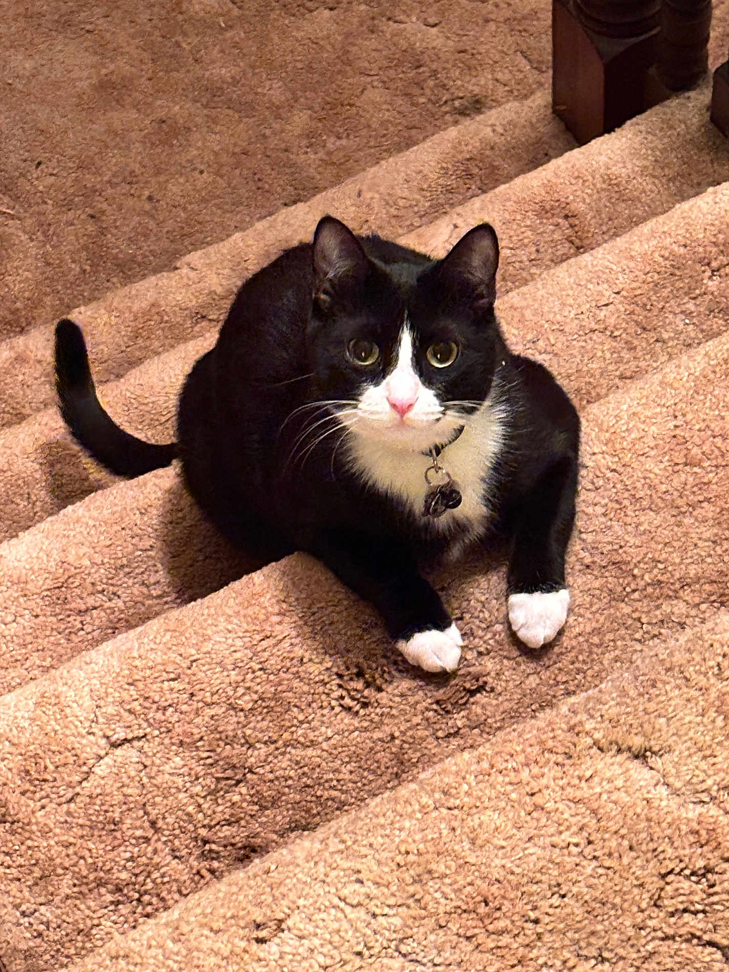 Sheldon Joseph joined the competition — help win amazing prizes! cat, tuxedo_cat, pet, indoor, stairs, carpet, black_and_white, animal, feline, collar, cute, sitting, looking_up, whiskers, ears, tail, domestic_cat, fur, paws, home