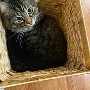 Lizzy joined the competition — help win amazing prizes! cat, tabby_cat, basket, woven_basket, wooden_floor, indoor, pet, feline, curious, cozy, green_eyes, fur, whiskers, looking_up, resting, domestic_animal, cute, animal, home, snug