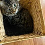 cat, tabby_cat, basket, woven_basket, wooden_floor, indoor, pet, feline, curious, cozy, green_eyes, fur, whiskers, looking_up, resting, domestic_animal, cute, animal, home, snug