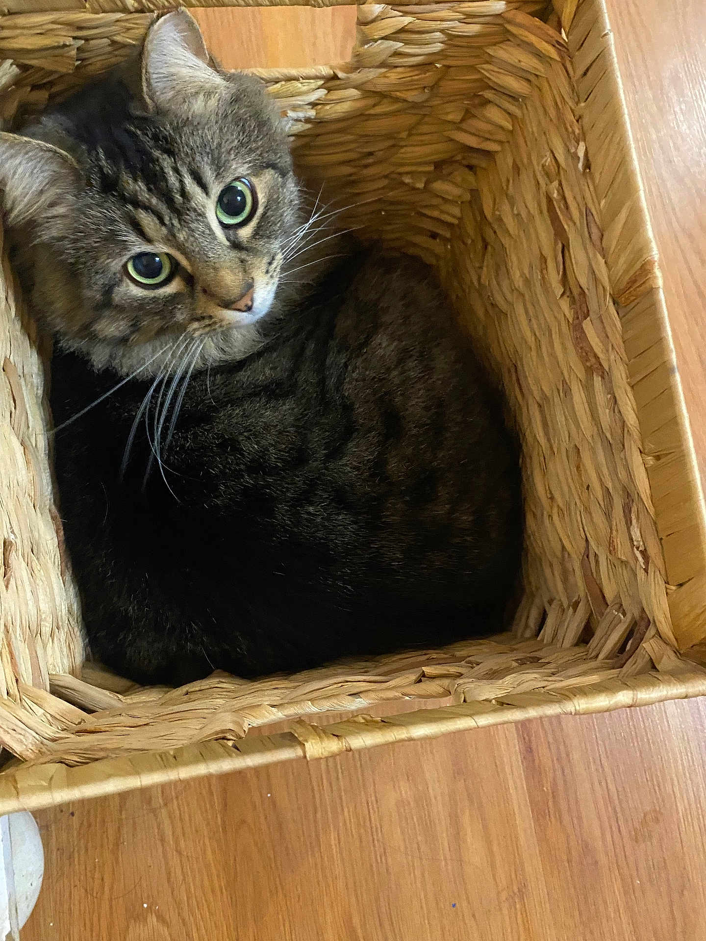 Lizzy joined the competition — help win amazing prizes! cat, tabby_cat, basket, woven_basket, wooden_floor, indoor, pet, feline, curious, cozy, green_eyes, fur, whiskers, looking_up, resting, domestic_animal, cute, animal, home, snug