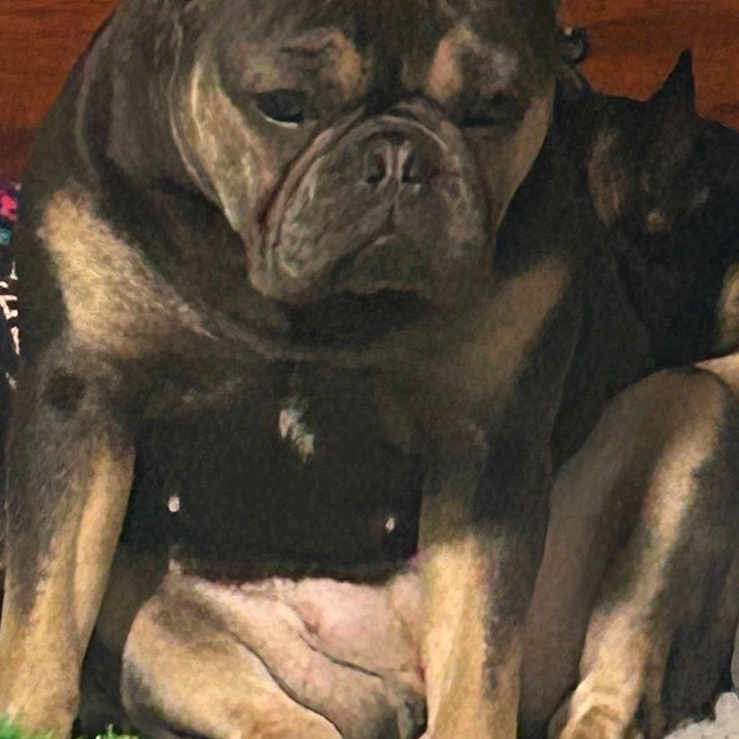 Raiyne joined the competition — help win amazing prizes! dog, pet, indoor, bed, toy, brown, black, canine, resting, animal, furniture, cozy, wood, portrait, cute, domestic, relaxed, sitting, companion, household