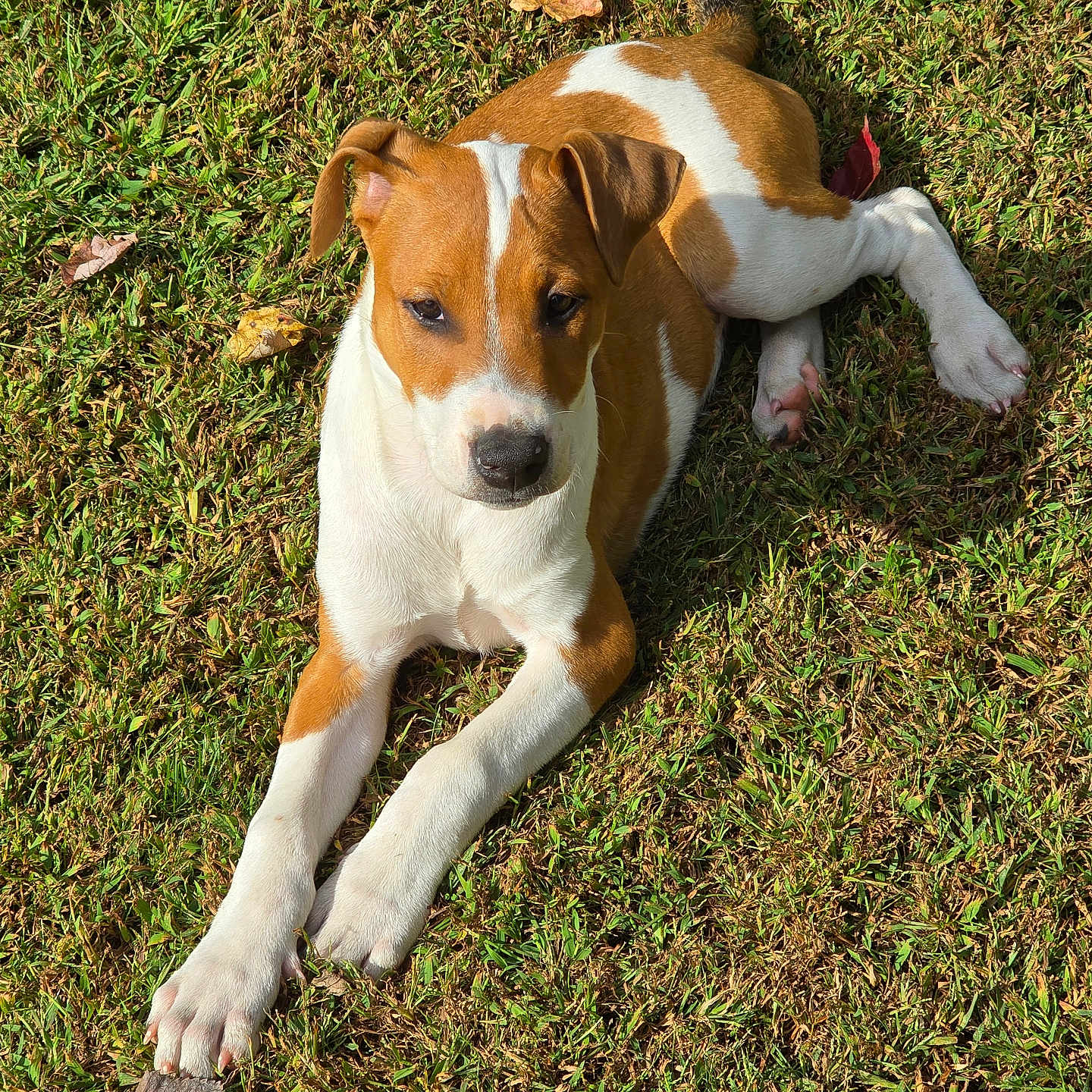 Luna joined the competition — help win amazing prizes! animal, brown_and_white, canine, cute, daylight, dog, fur, grass, laying_down, leaf, mammal, nature, outdoor, pet, playful, puppy, relaxing, summer, sunlight, young_dog