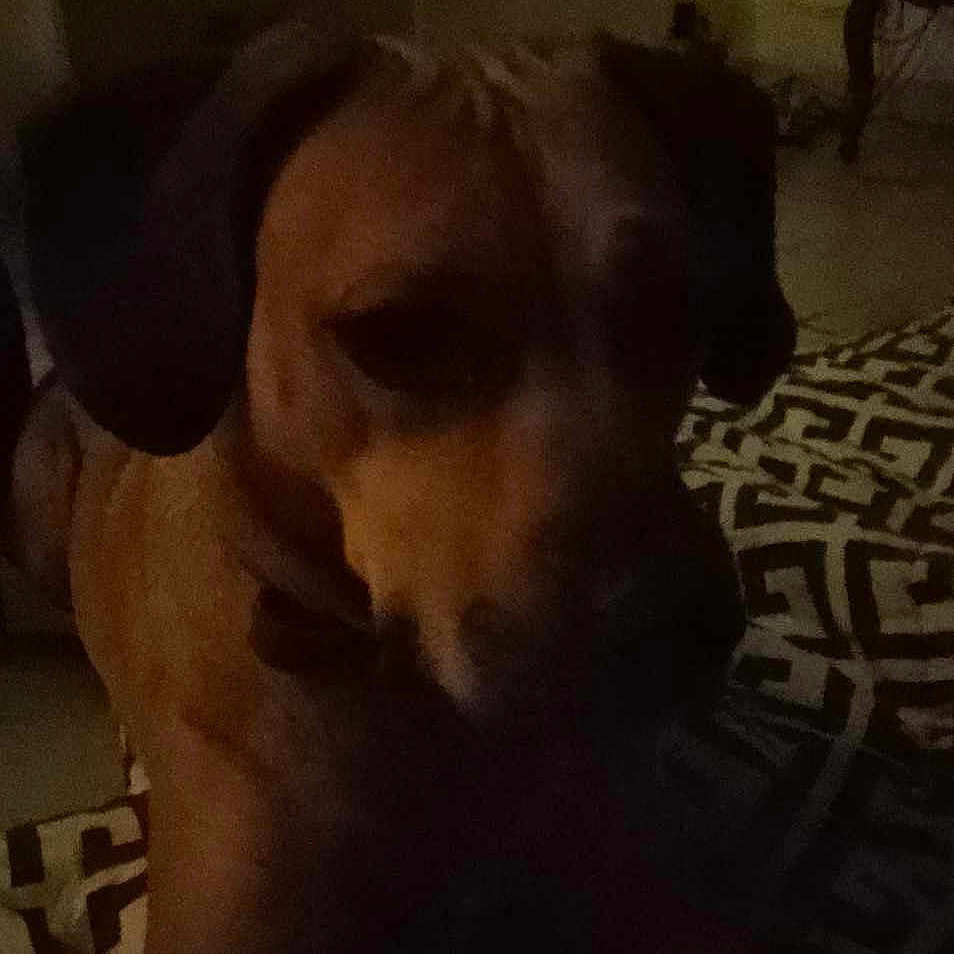 Nala