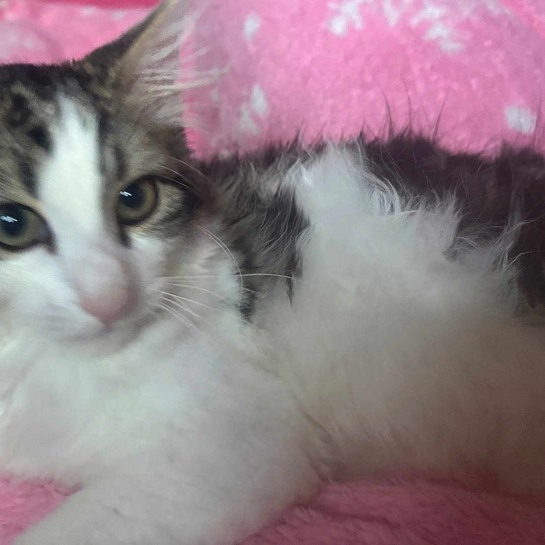 Shadow joined the competition — help win amazing prizes! animal, blanket, cat, closeup, cute, domestic, ears, eyes, feline, fluffy, fur, gray, indoor, lying_down, pet, pink, relaxed, soft, whiskers, white