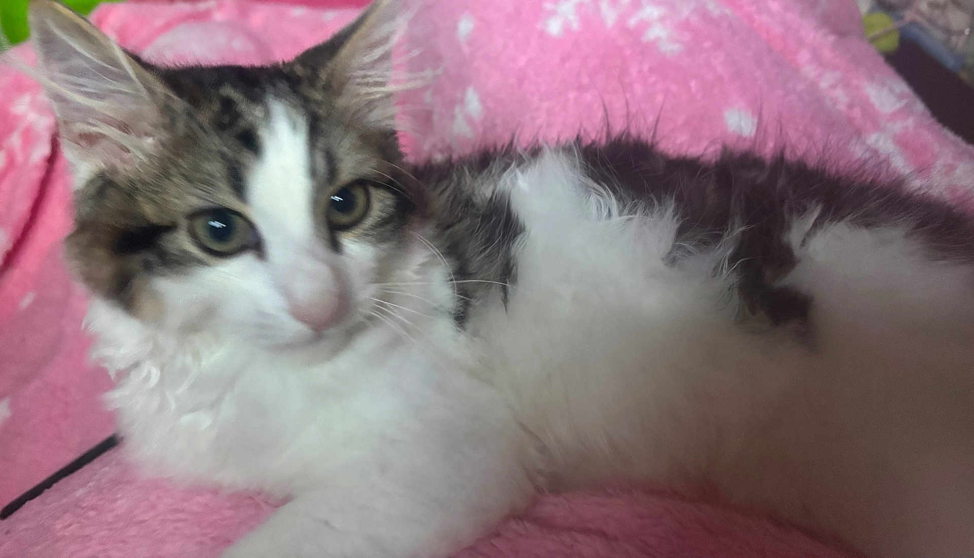 Shadow joined the competition — help win amazing prizes! cat, fluffy, white, gray, pet, animal, feline, soft, blanket, pink, fur, cute, domestic, indoor, relaxed, lying_down, whiskers, ears, eyes, closeup