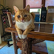 Frodo joined the competition — help win amazing prizes! cat, orange_cat, white_paws, wooden_table, rustic_furniture, indoor, window_blinds, wine_rack, framed_photo, cardboard_boxes, carpet, curious, pet, feline, domestic_animal, table_leg, natural_light, close_up, animal_portrait, home_interior