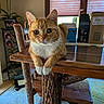 cat, orange_cat, white_paws, wooden_table, rustic_furniture, indoor, window_blinds, wine_rack, framed_photo, cardboard_boxes, carpet, curious, pet, feline, domestic_animal, table_leg, natural_light, close_up, animal_portrait, home_interior