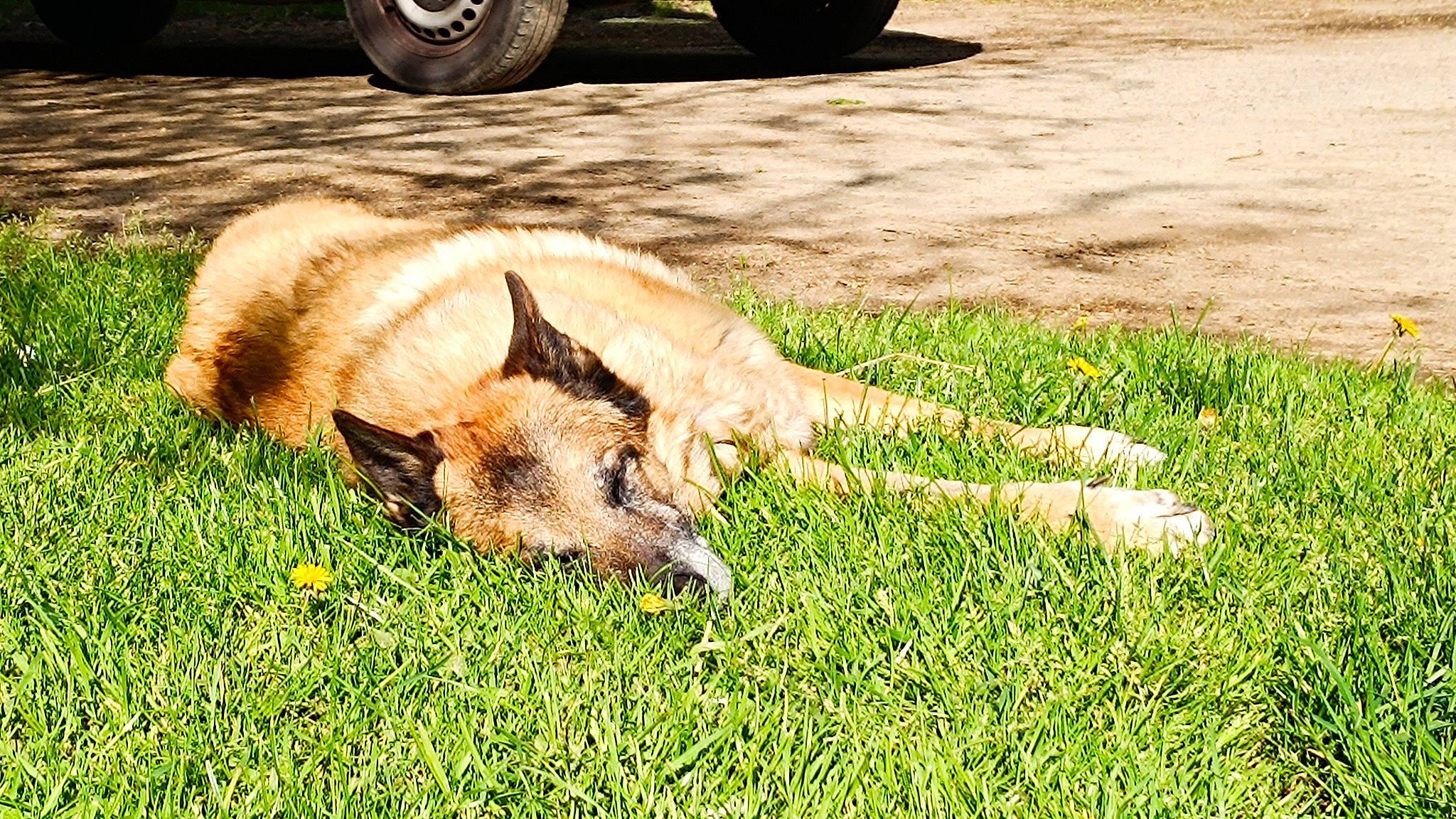 Flop a rejoint le concours — aidez-le/la à gagner de superbes lots ! automotive_tire, canidae, dog_breed, fawn, felidae, fur, grass, grassland, groundcover, hubcap, pasture, road_surface, sporting_group, synthetic_rubber, tail, terrestrial_animal, tire, tire_care, tread, wheel