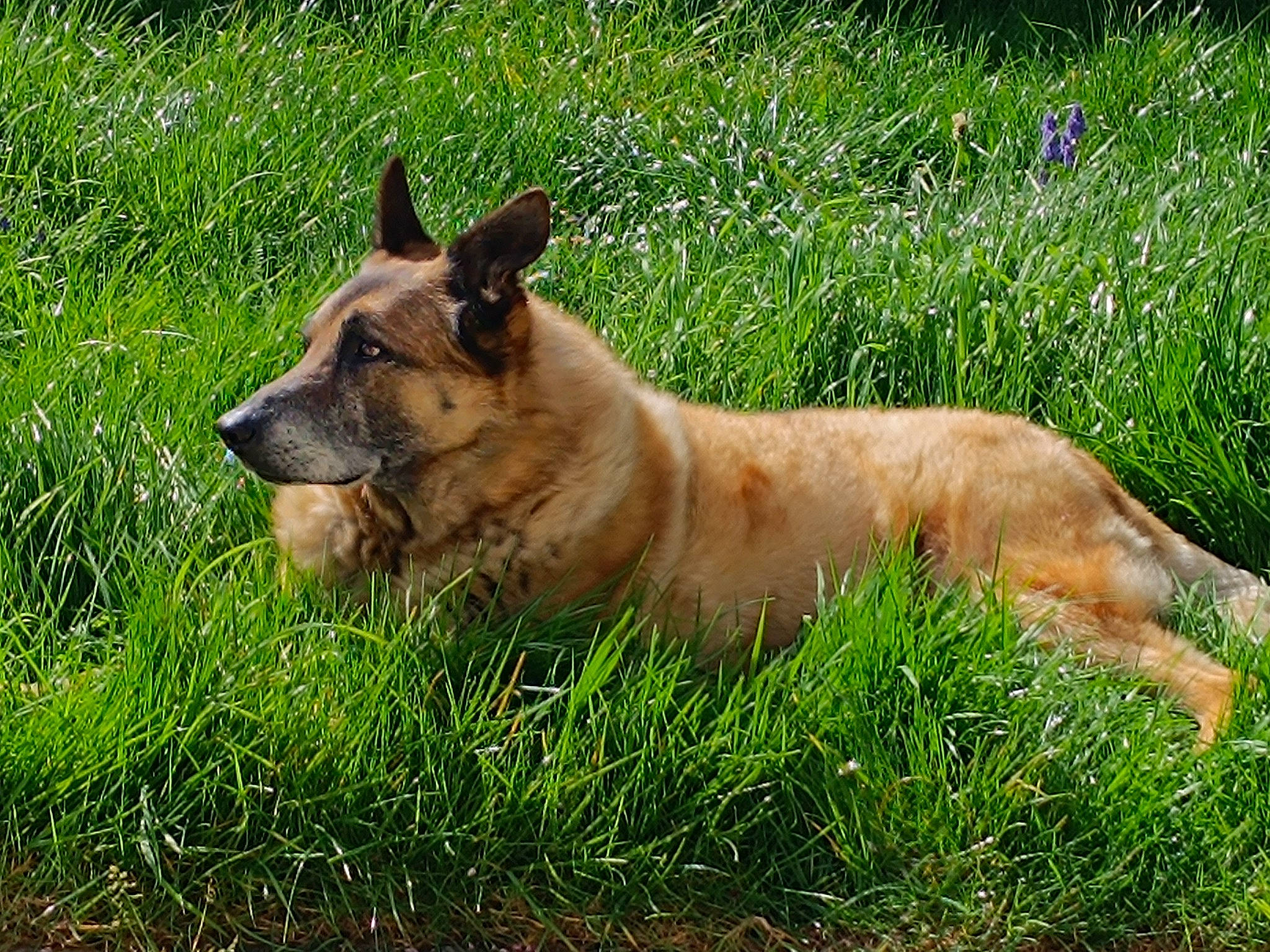 Flop participe au concours pour gagner de l'argent avec cette photo : ancient_dog_breeds, canidae, carnivore, companion_dog, dog, dog_breed, fawn, grass, grassland, groundcover, guard_dog, herbaceous_plant, herding_dog, plant, snout, sporting_group, tail, terrestrial_animal, wildlife, working_dog