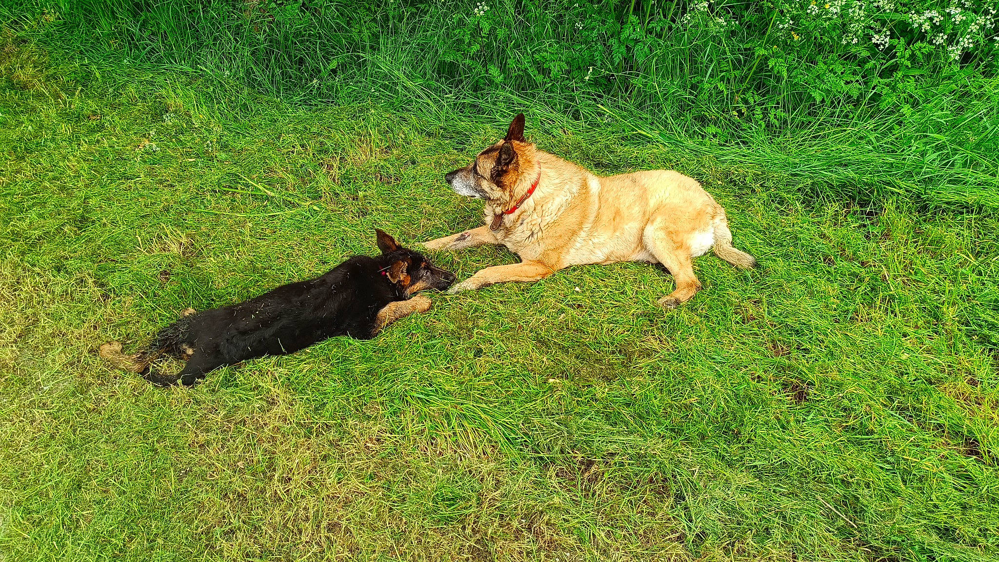 Flop participe au concours pour gagner de l'argent avec cette photo : canidae, carnivore, companion_dog, dog, dog_breed, dogo_sardesco, fawn, german_shepherd_dog, grass, grassland, herding_dog, lawn, pasture, plant, snout, sporting_group, tail, terrestrial_animal, wildlife, working_animal