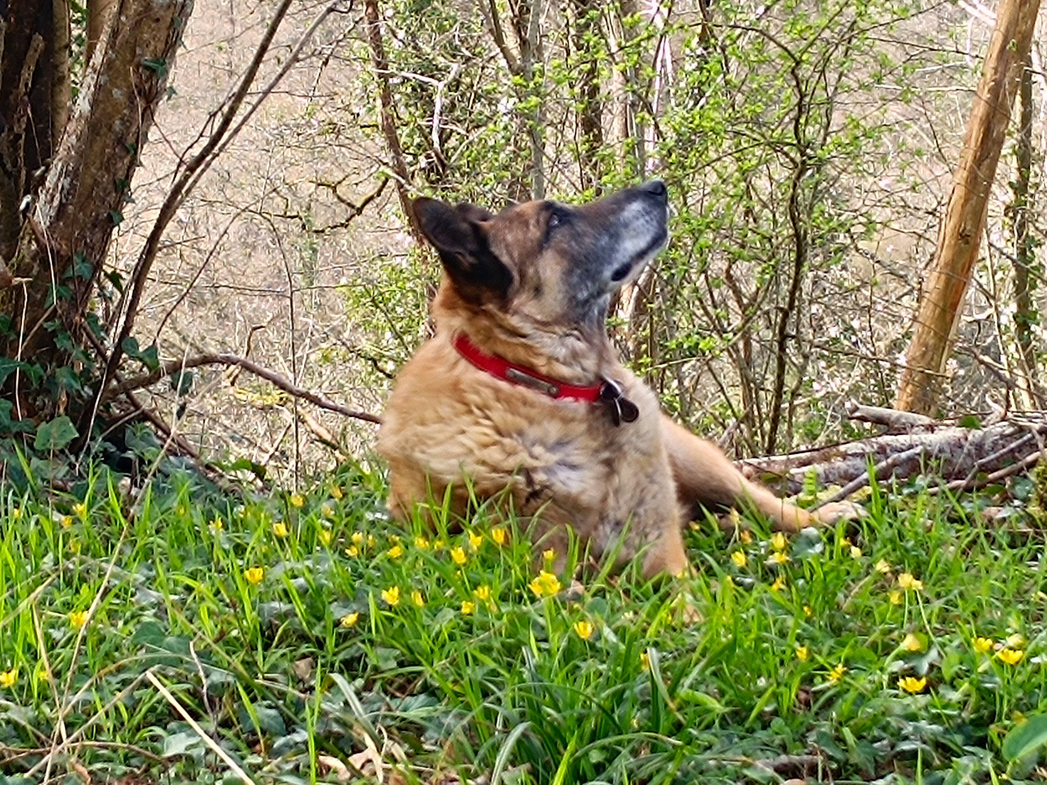 Flop participe au concours pour gagner de l'argent avec cette photo : canidae, canis, carnivore, companion_dog, dog, dog_breed, fawn, flower, fur, grass, groundcover, herbaceous_plant, plant, shrub, sporting_group, spring, tail, terrestrial_animal, twig, working_animal