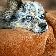 Jagger is registered to the contest to win money with this photo: dog, puppy, blue_eyes, merle_coat, fur, close_up, portrait, blanket, cozy, resting, nose, ear, whiskers, bokeh, soft_texture, indoor, pet, calm, sleepy, brown_blanket