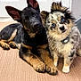 Jagger joined the competition — help win amazing prizes! dog, puppy, two_puppies, german_shepherd, merle_puppy, blue_eyes, fur, ears, paws, collar, indoor, door, carpet, portrait, closeup, cute, companions, head_tilt, looking_at_camera, playful