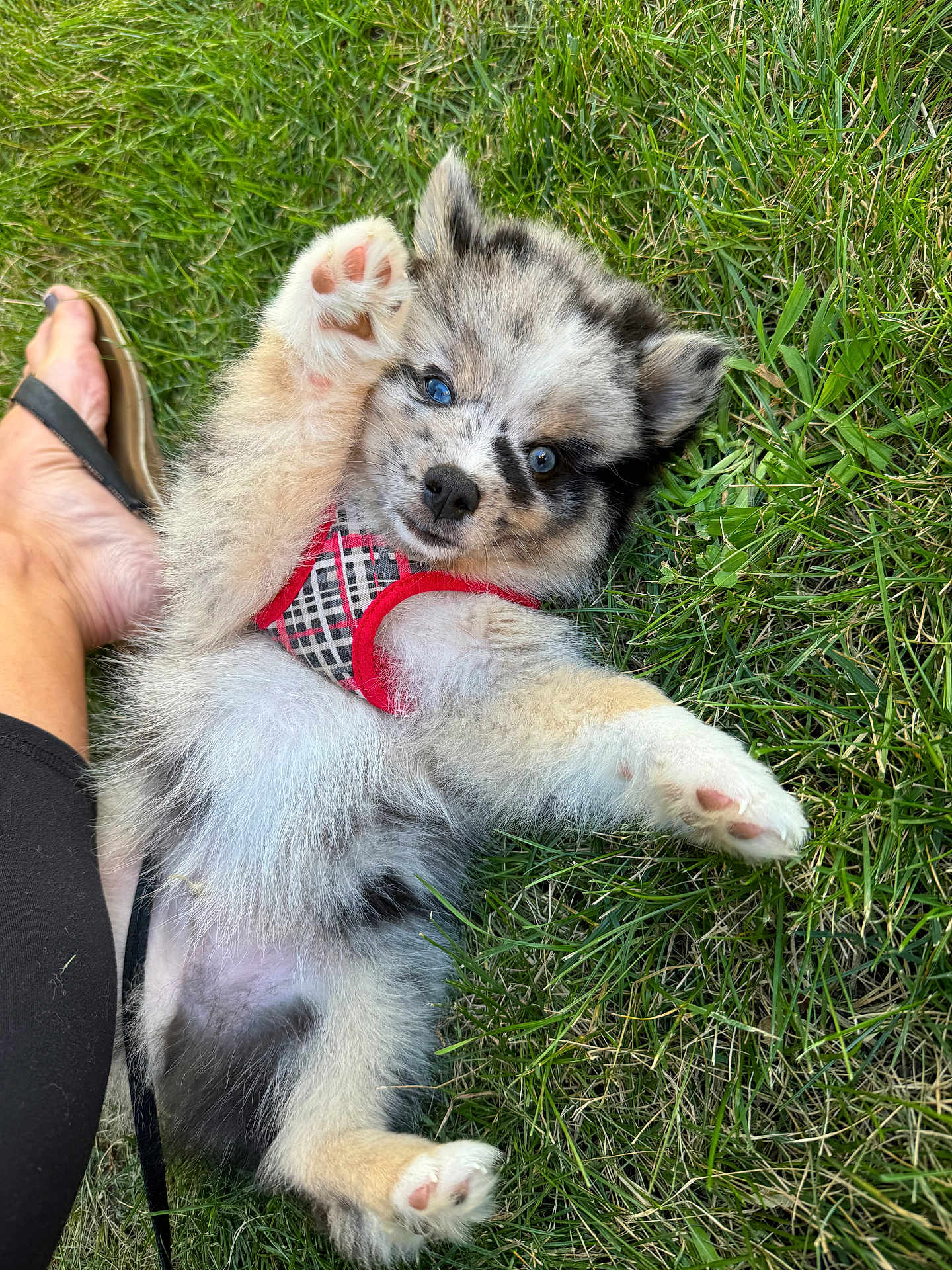 Jagger is registered to the contest to win money with this photo: puppy, dog, grass, harness, blue_eyes, paw, playful, lying_on_back, outdoors, fur, cute, small_dog, pet, person_foot, sandal, black_and_white_fur, closeup, portrait, animal, summer
