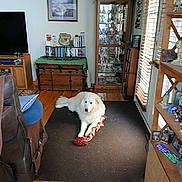 Moondoggy Doc is registered to the contest to win money with this photo: dog, living_room, rug, toy, wooden_floor, cabinet, window_blinds, sofa, television, shelf, decor, cushion, indoor, pet, furniture, leisure, home, relaxing, light, floor