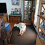 dog, living_room, rug, toy, wooden_floor, cabinet, window_blinds, sofa, television, shelf, decor, cushion, indoor, pet, furniture, leisure, home, relaxing, light, floor