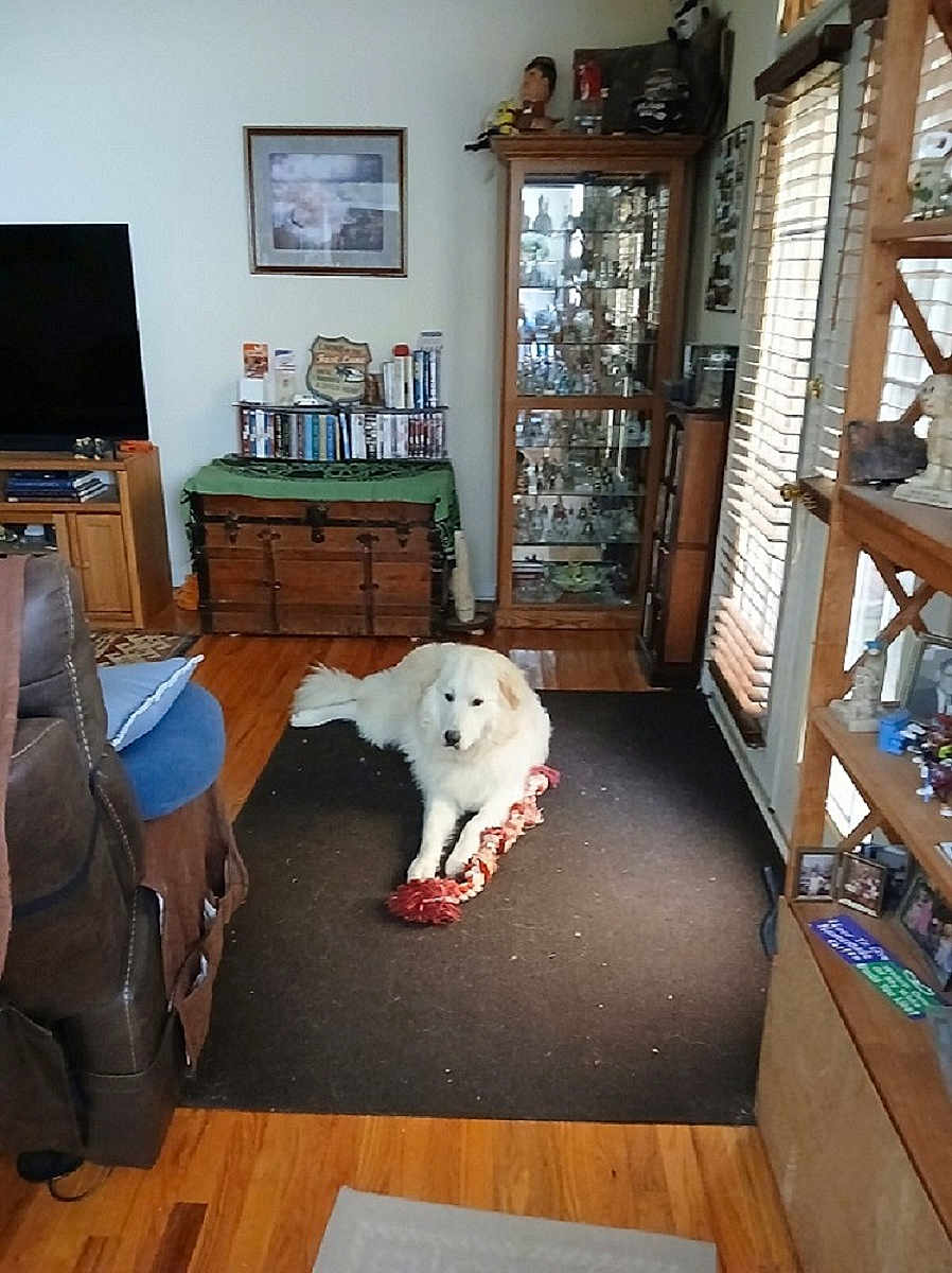 Moondoggy Doc is registered to the contest to win money with this photo: dog, living_room, rug, toy, wooden_floor, cabinet, window_blinds, sofa, television, shelf, decor, cushion, indoor, pet, furniture, leisure, home, relaxing, light, floor
