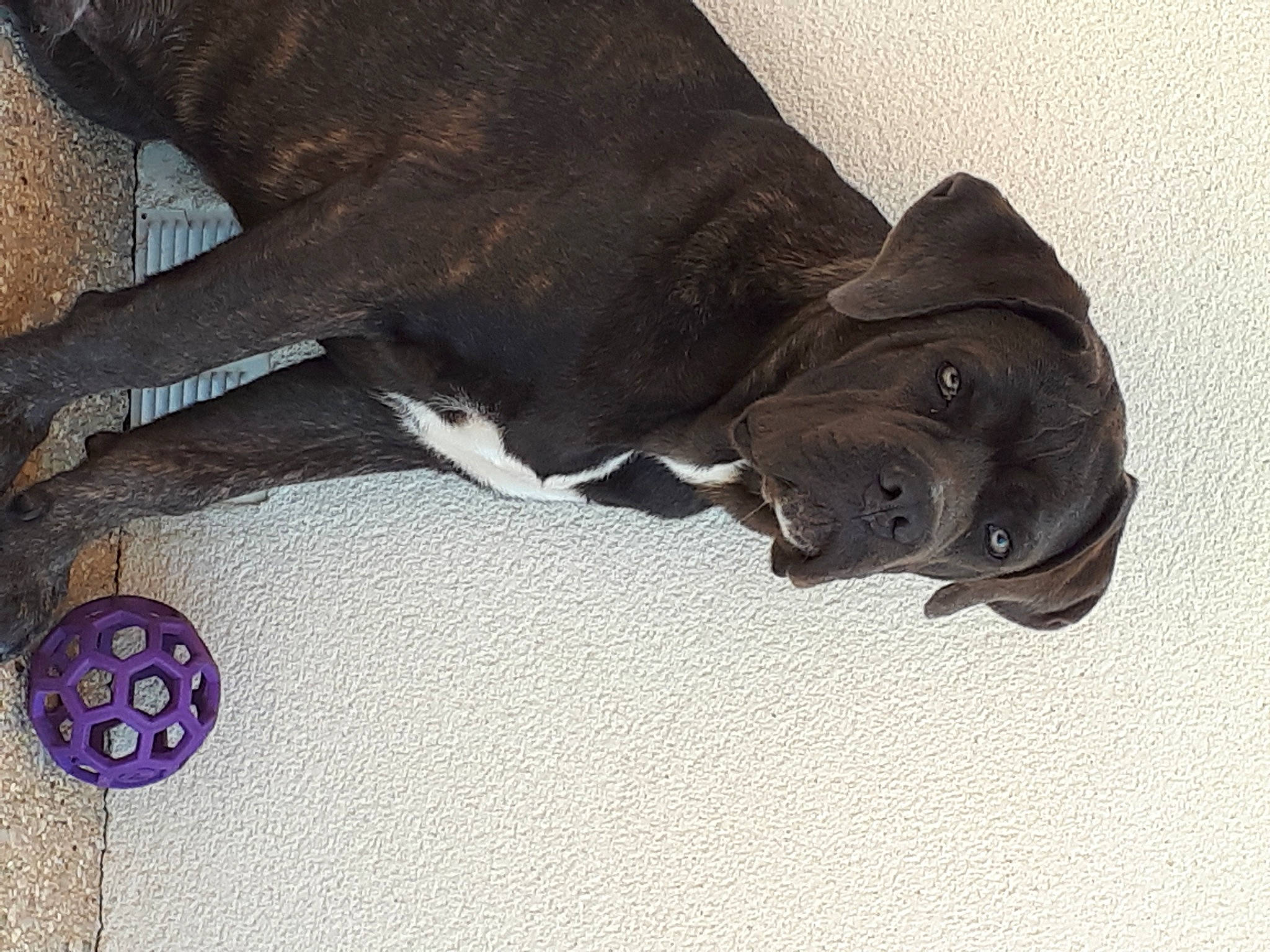 Iron a rejoint le concours — aidez-le/la à gagner de superbes lots ! canidae, carnivore, collar, comfort, companion_dog, dog, dog_breed, dog_collar, electric_blue, fawn, fur, grey, leash, liver, sculpture, snout, sporting_group, tail, terrestrial_animal, working_animal