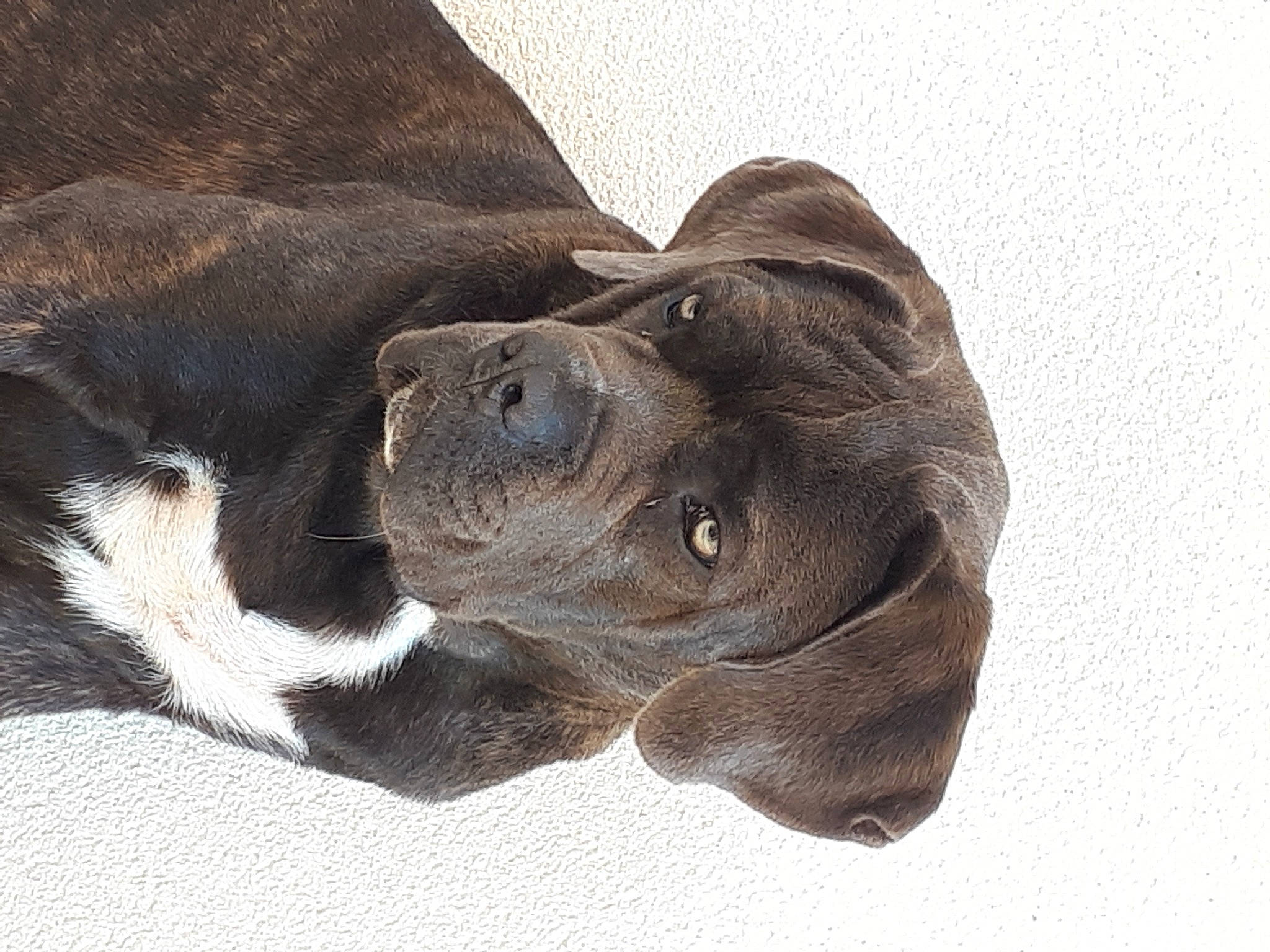 Iron a rejoint le concours — aidez-le/la à gagner de superbes lots ! canidae, carnivore, comfort, companion_dog, dog, dog_breed, ear, eye, fawn, fur, gesture, grey, liver, paw, snout, sporting_group, terrestrial_animal, whiskers, working_animal, wrinkle