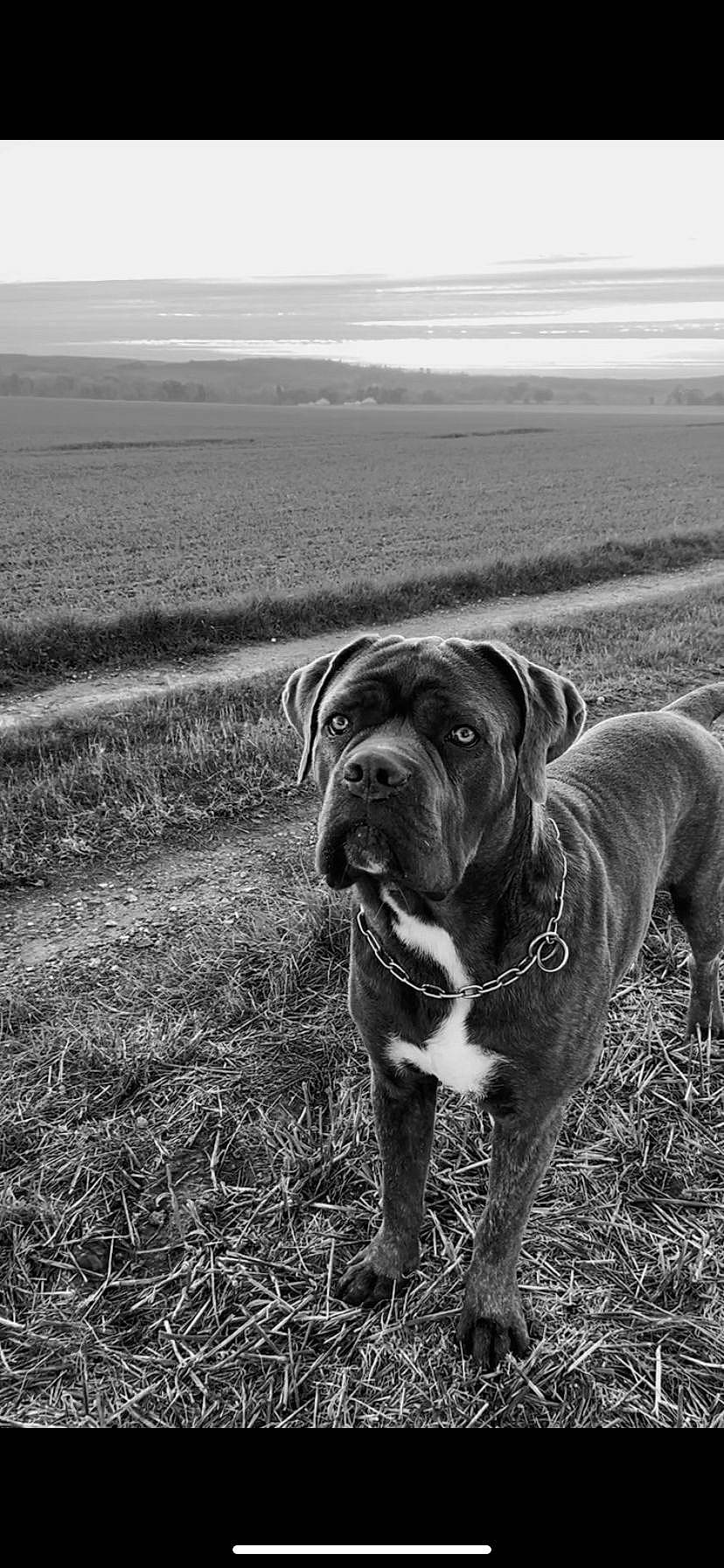 Iron participe au concours pour gagner de l'argent avec cette photo : canidae, carnivore, companion_dog, dog, dog_breed, dog_collar, fawn, grass, landscape, monochrome, monochrome_photography, plant, sky, snout, sporting_group, tree, water, whiskers, working_animal, wrinkle