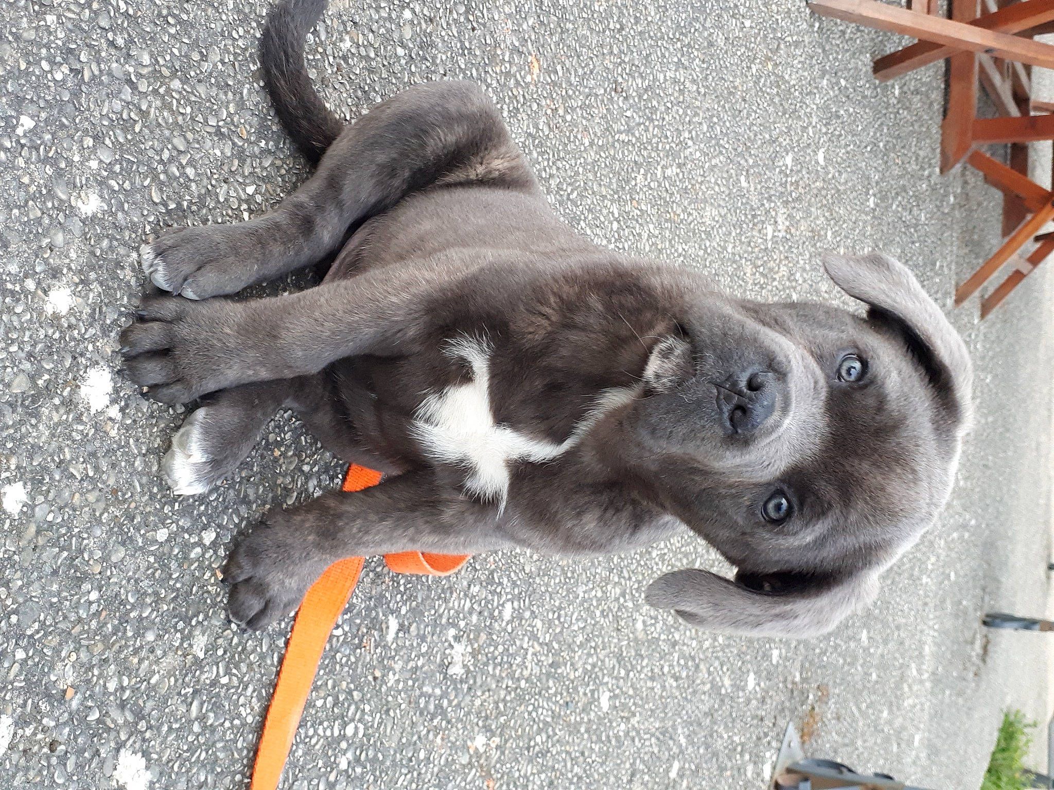 Iron a rejoint le concours — aidez-le/la à gagner de superbes lots ! canidae, carnivore, chair, collar, companion_dog, dog, dog_breed, fawn, felidae, fur, leash, paw, plant, small_to_medium_sized_cats, snout, sporting_group, street_dog, tail, wood, working_animal